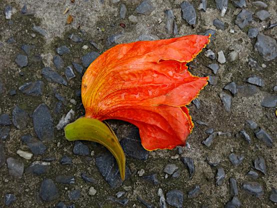 Foto van bloem (spathodea) op de grond