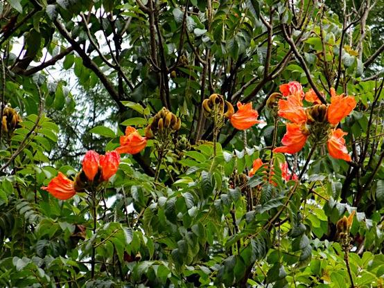 Foto van bloemen (spathodea) aan boom