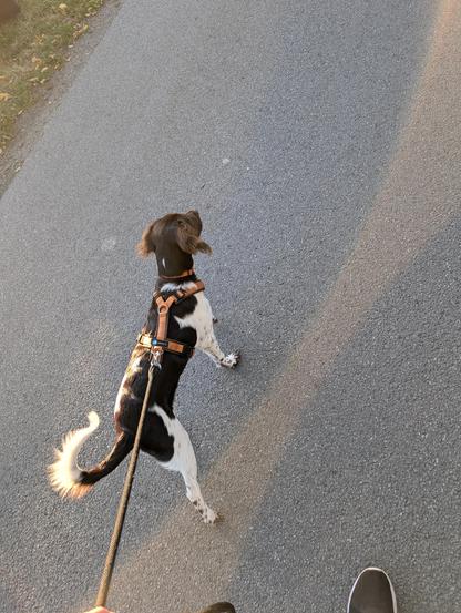 Auf dem Bild sieht man einen Hund, der an der Leine spazieren geführt wird. Der Hund trägt ein braunes Geschirr und hat kurzes Fell mit schwarz-weißen Flecken. Der Schwanz ist hoch erhoben und wirkt schwungvoll. Der Hund läuft auf einer asphaltierten Straße oder einem Weg, und die Person, die ihn führt, ist teilweise am unteren Bildrand erkennbar (Hand mit Leine und ein Schuh). Links am Rand sieht man ein Stück Wiese mit etwas Laub. Die Szene wirkt wie ein entspannter Spaziergang bei sonnigem Wetter.