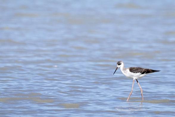 A bird with a long and pointy black beak, black and white plumage and very long, red legs is wading through the shallow water of a pond.
