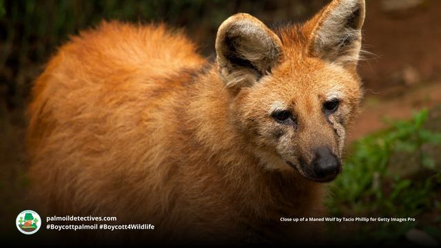 Maned Wolves are #SouthAmerica’s tallest canids with long slender legs to help them navigate grasslands. Now ‘Near Threatened’ by #palmoil #meat and #mining #deforestation, Fight for them and #Boycottpalmoil #BoycottGold #Boycott4Wildlife @palmoildetect.bsky.social https://wp.me/pcFhgU-7Pv?utm_source=mastodon&utm_medium=Palm+Oil+Detectives&utm_campaign=publer