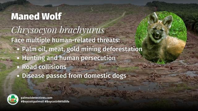 Maned Wolves are #SouthAmerica’s tallest canids with long slender legs to help them navigate grasslands. Now ‘Near Threatened’ by #palmoil #meat and #mining #deforestation, Fight for them and #Boycottpalmoil #BoycottGold #Boycott4Wildlife @palmoildetect.bsky.social https://wp.me/pcFhgU-7Pv?utm_source=mastodon&utm_medium=Palm+Oil+Detectives&utm_campaign=publer