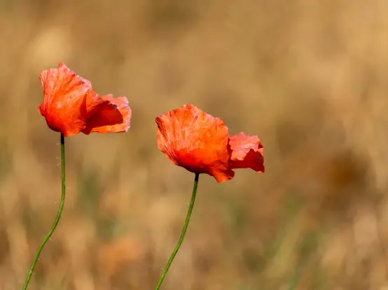 Zwei Klatschmohnblüten, auf langen Stielen tanzend, nebeneinander vor hellbrauner Unschärfe.
