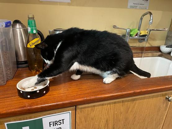 Black and white cat pawing at some dry cat food in a bowl