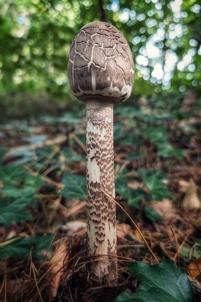 A close-up, low-angle shot of a parasol mushroom with a distinctive scaly brown cap and a long, textured stalk. The mushroom stands on a forest floor covered in brown leaves, pine needles, and green ivy. The background is a soft blur of green and white, suggesting a bright, sunlit forest.
