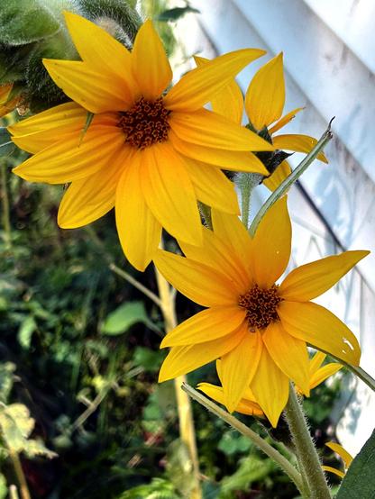 A pair of golden sunflowers (with bits of a couple more partially obscured behind) growing in our yard next to a white siding wall.