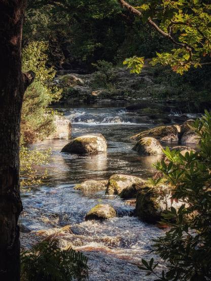 A close-up vertical shot of a stream or river flowing over and around large, moss-covered boulders in a sun-dappled woodland scene. The water is dark but reflects the sunlight, and the banks are lush with green foliage, including tree trunks and ferns. The light and shadows give the image a calming, tranquil mood.