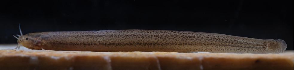 Listrura elongata live paratype.
