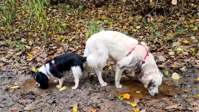 Cavalier King Charles Spaniel und Golden Retriever Po an Po in matschigen Pfützen trinkend, rundum Herbstlaub, der weiße Goldie hat diverse dunkle Matschflecken, beim tricolor Cavi fällt es nicht so auf