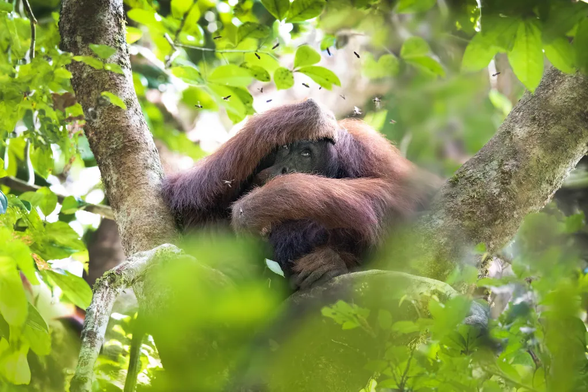Photo: An orangutan shields itself after disturbing a wasps’ next while searching for forest fruits in the Danum Valley, Borneo