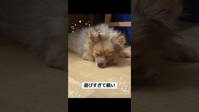眠いポメ界隈