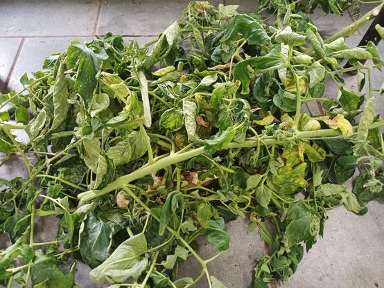 Mehrere abgeschnittene Tomatenpflanzen liegen auf einem grauen Fliesenboden. Die Pflanzen sind größtenteils grün, zeigen jedoch viele welke und vergilbte Blätter. Einige Blätter sind eingerollt oder weisen bräunliche Flecken auf. Die Stängel sind dick, teils gebrochen oder abgeknickt.