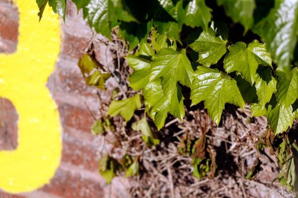 The original ivy at Wrigley Field is planted