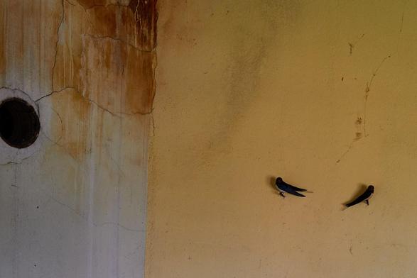 Zwei Schwalben sitzen in einem Raum jeweils auf einem Nagel an der Wand. Hinter ihnen eine gelben Wand. Links im Bild ein alter Schornstein.