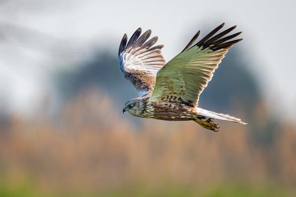 A western marsh harrier in mid-flight with wings fully spread, showing detailed brown and cream feathers. Its sharp yellow eyes and curved beak are visible as it glides over blurred reeds and sky in the background.