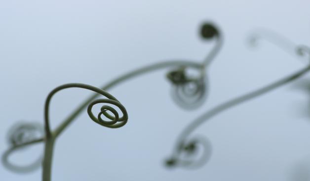 Photograph of green pea tendrils against a grey sky. Only one tendril in the foreground is in focus; the others in the background are blurred.