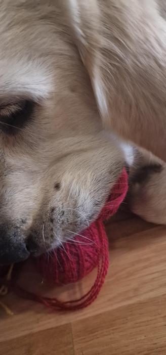 Ozzy - en golden retrievervalp med två röda garnnystan under läppen.
