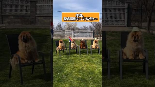 仕事で疲れた皆に贈る笑いと癒しのチャウチャウ5選ww　#チャウチャウ #笑える #癒し #犬のいる生活 #犬のいる暮らし #元気になる動画