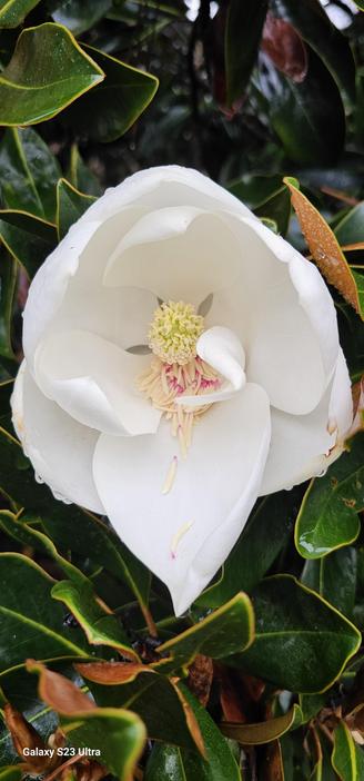 Close-up of a fully bloomed white magnolia flower, revealing a bright yellow and pink center, surrounded by large white tepals and contrasted by dark green, wet foliage.