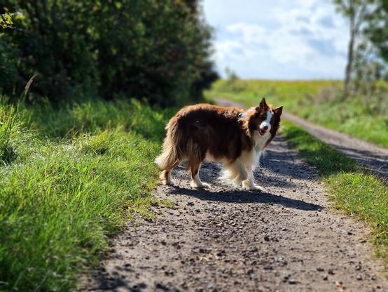 Hund steht mit fragendem Blick auf einem sonnigen Feldweg