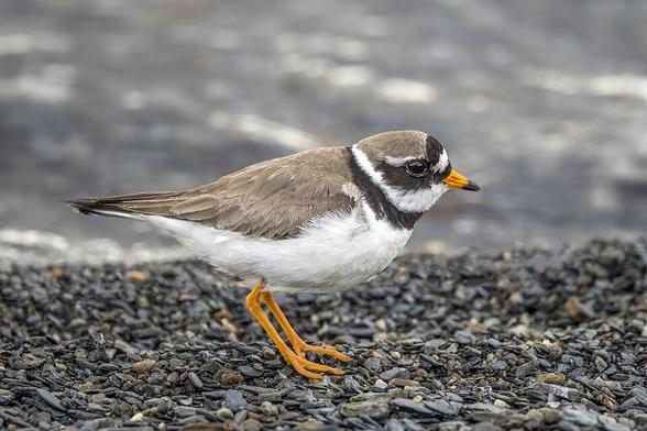 Common ringed plover