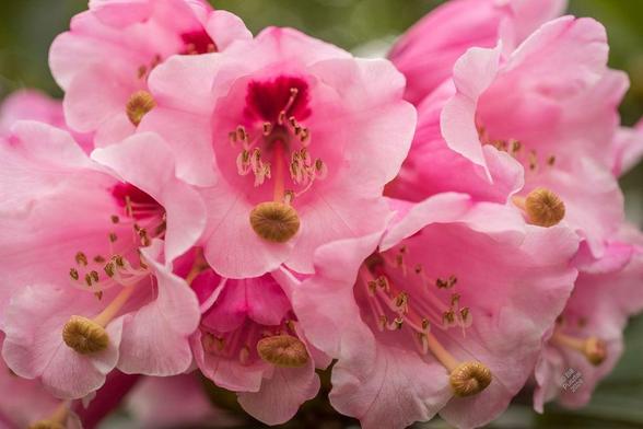 A cluster of conical rhodo flwers. Each is pale pink at the out edge shading to deep pink the throat with a maroon spot. The stamens are typical but the pistil ends in a pronounced boss.
