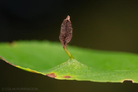 Tiny, black, spindle-like gall that has ruptured to reveal a course interior. Still attached to a leaf via a thin green stalk.
