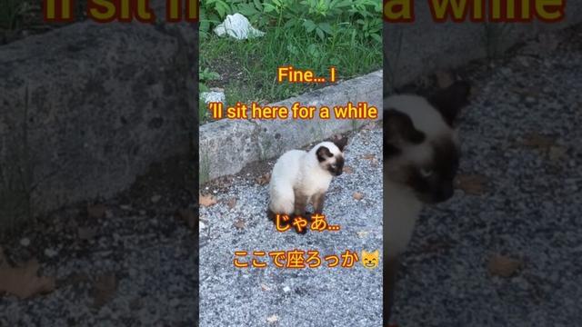 A Siamese cat’s simple stroll 😼 | シャム猫の自然な歩き方🐾 #shorts