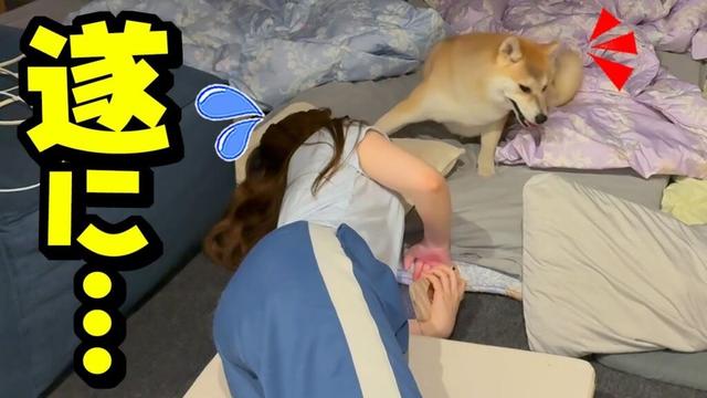 とうとう柴犬が娘を超える日が来てしまいました…