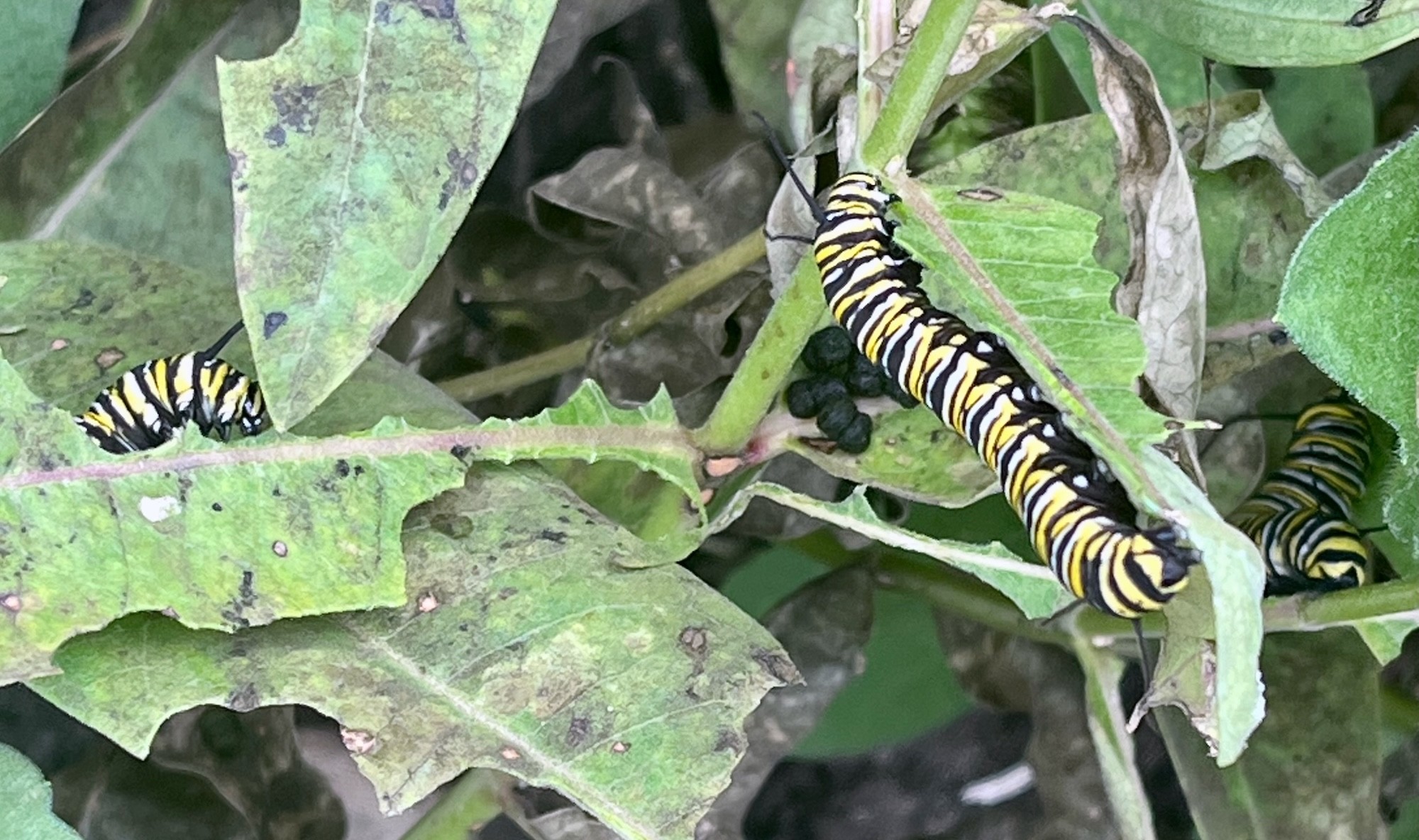 Three monarch caterpillars