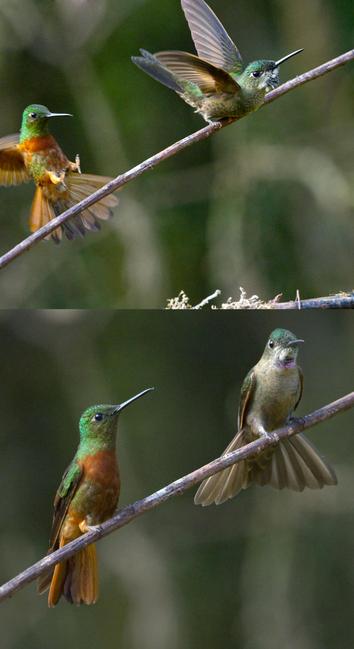 A collage made of 2 photos. At top, a green & rusty orange/chestnut colored hummer is landing with much drama and stomp causing the second hummer with the patch of pink flash at the throat to start & open the wings. In the second photo, despite the aggressor sneaking closer, Pink Flash guy is standing taller & braced with no intention of abandoning the perch. These are Chestnut-breasted Coronet and Fawn-breasted Brilliant, and they are both pretty strong-minded hummingbirds. Owlet Lodge, Peru. November 2024. Photo by Peachfront.