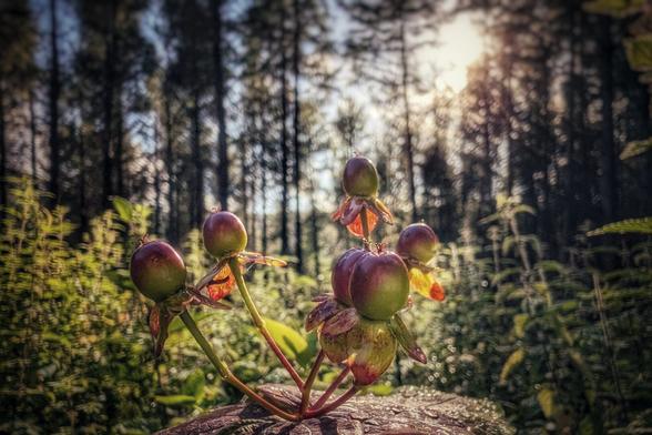 A close-up, low-angle shot of wild berries on a mossy log in a sun-dappled forest. The berries are reddish-green and have delicate red petals hanging beneath them. The background is a soft-focus blur of tall, dark tree trunks and lush green foliage, with bright sunlight filtering through the canopy, creating a magical, ethereal atmosphere.