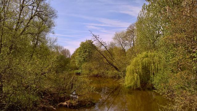 Along the tranquil banks near Shrewsbury, a serene river winds gently through a lush corridor of spring greenery, reflecting the soft blues and wisps of white clouds above. Trees in varying stages of leafing line the water, their branches leaning toward the surface, some dipping close enough to leave delicate ripples. A graceful willow drapes its vibrant green tendrils over the edge, mingling with the reflections of taller trees standing sentry around it. The water carries a calm, earthy tone, mirroring the subtle interplay of light and shadow from the canopy. In the distance, the horizon softens beneath a pale sky streaked with pastel tones, lending a sense of depth and quiet seclusion to the woodland scene. It is a peaceful pocket of nature on the outskirts of Shrewsbury, where the interplay of water, trees, and sky creates an unbroken sense of harmony.