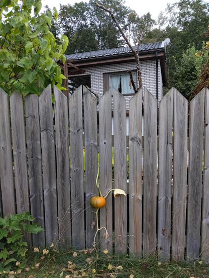A smallish pumpkin has somehow succeeded to escape from a slot of a fence, and started to grow there. Behind the fence one can see a house.