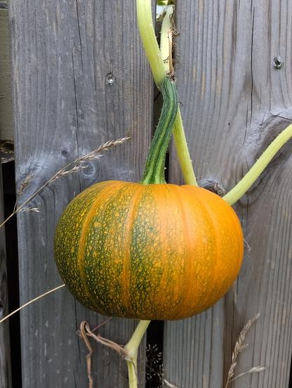 A close-up of the pumpikin. It is still a tad green, but mostly yellow.
