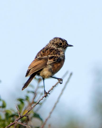 A stonechat on a branch
Looking to the right
