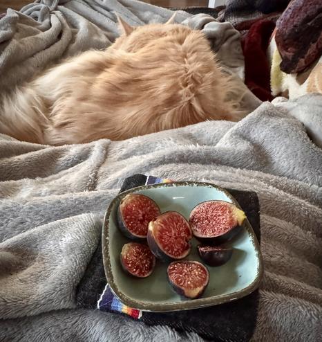 A small square bowl on a handmade coaster holds a number of small brown-skinned figs that have been halved. Below the bent knee under the silver blanket, a large ginger long haired cat sleeps, ignoring this delicacy.