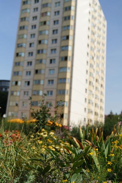 Blüten und Pflanzen in einem Kübel, vor wbs70 wohnturm