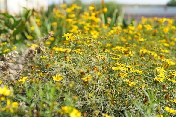 Gelbe Blühpflanzen, wirr durcheinander