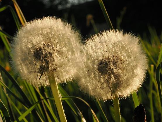 Zwei Pusteblumen nebeneinander im Gegenlicht.