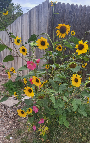 Small cluster of sunflowers in bloom, with one pink-flowered hollyhock among them.