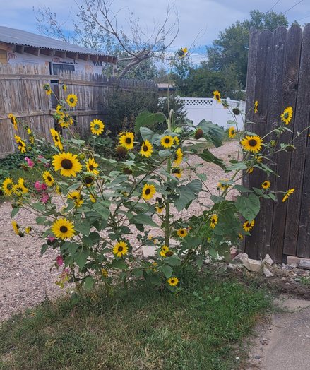 Cluster of sunflowers and a hollyhock.