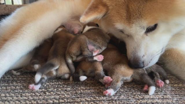 じいちゃんの秋田犬【大家族編】#1　いそがしい日々の始まり