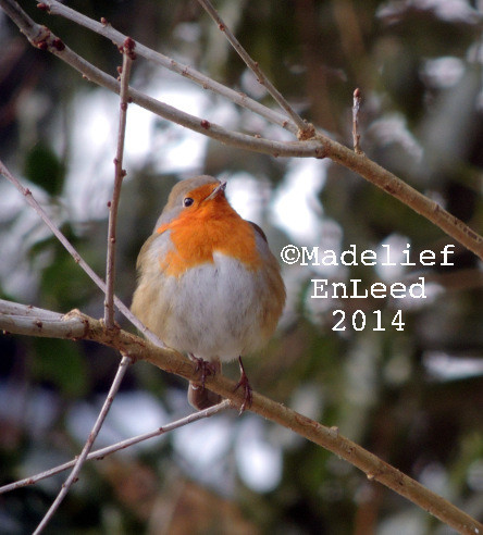 Roodborst die als een bolletje op een kale tak zit, de foto is van recht onder genomen en de roodborst heeft de kop ietsje naar rechts gedraaid.