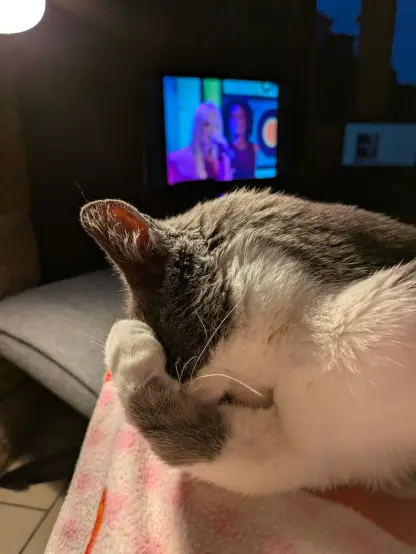 Jack the grey and white cat in profile, burying his head in his paw. In the background, the Spice Girls are on the telly
