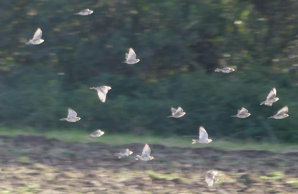 einige Singvögel im Flug, sonnenbeschienen, grau