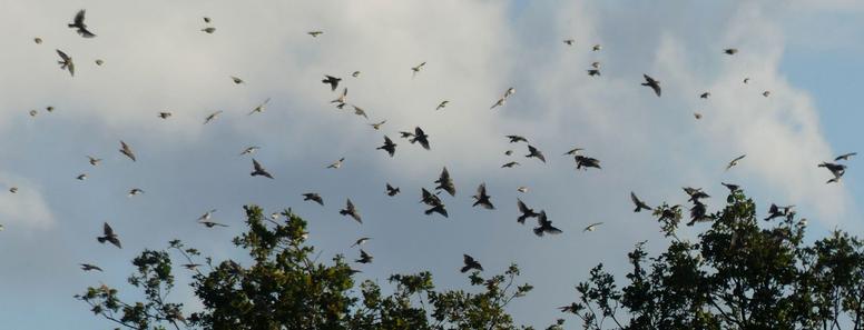 viele Vögelchen in Baumkronennähe