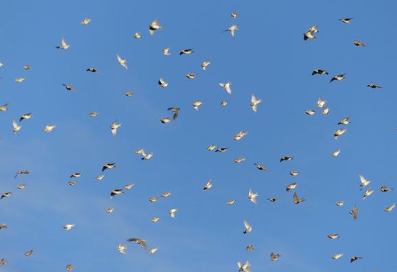 sehr viele Grauammern vor blauem Himmel mit Wolken in verschiedenen Schwarmflugpositionen