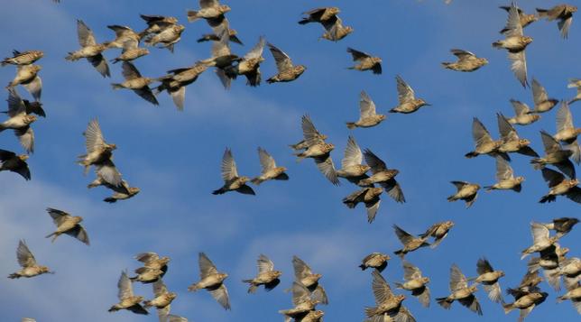 sehr viele Grauammern vor blauem Himmel mit Wolken in verschiedenen Schwarmflugpositionen