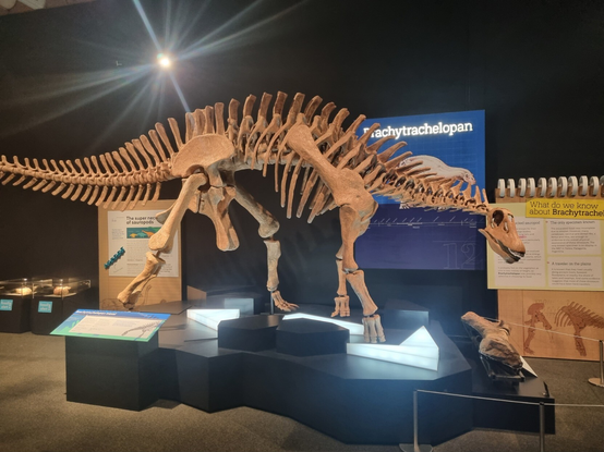 brachytrachelopan fossil when on display at Brisbane Museum